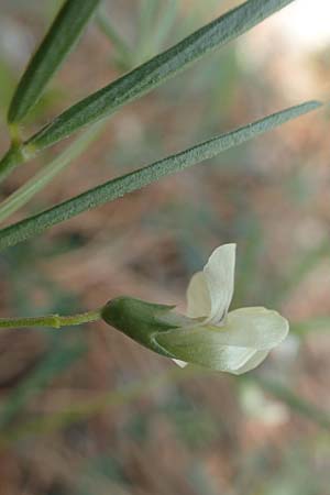 Lathyrus saxatilis \ Felsen-Platterbse / Rock Vetchling, Rhodos/Rhodes Laerma 4.4.2019