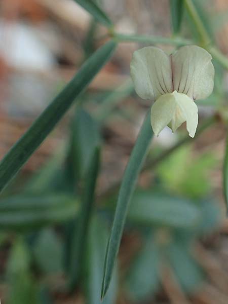 Lathyrus saxatilis \ Felsen-Platterbse / Rock Vetchling, Rhodos/Rhodes Laerma 4.4.2019