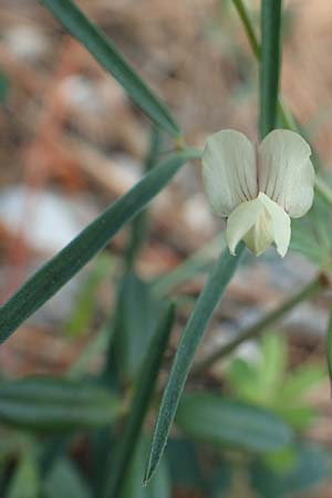 Lathyrus saxatilis \ Felsen-Platterbse / Rock Vetchling, Rhodos/Rhodes Laerma 4.4.2019