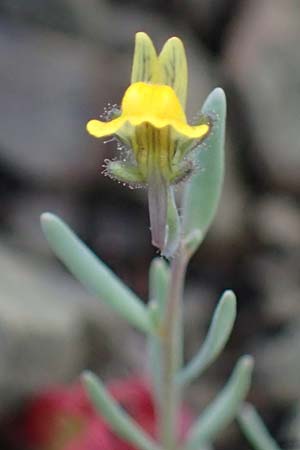 Linaria simplex, Einfaches Leinkraut