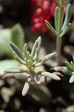 Linaria simplex \ Einfaches Leinkraut / Simple Toadflax, Rhodos/Rhodes Moni Artamiti 16.3.2023