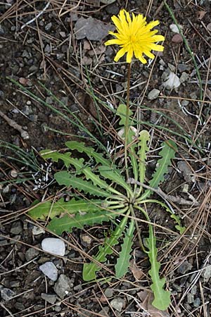 Leontodon tuberosus \ Knolliger Lwenzahn / Tuberous Hawkbit, Rhodos Moni Artamiti 16.3.2023