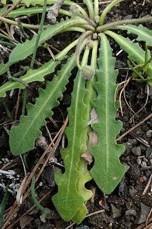 Leontodon tuberosus \ Knolliger Lwenzahn / Tuberous Hawkbit, Rhodos Moni Artamiti 16.3.2023