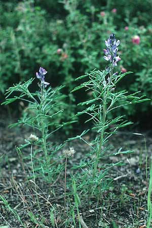 Lupinus angustifolius \ Schmalblttrige Lupine / Narrow-Leaved Lupin, Rhodos Profitis Ilias 3.5.1987
