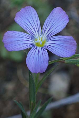 Linum virgultorum, Buschiger Lein