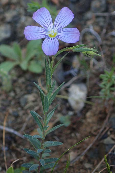 Linum virgultorum \ Buschiger Lein / Bushy Flax, Rhodos/Rhodes Moni Artamiti 27.3.2023