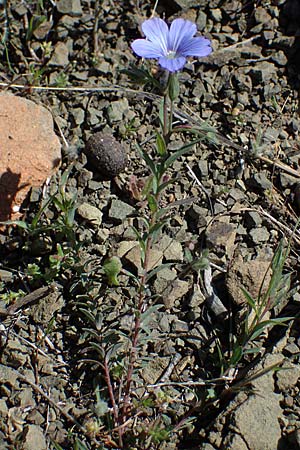 Linum virgultorum \ Buschiger Lein / Bushy Flax, Rhodos/Rhodes Moni Artamiti 27.3.2023