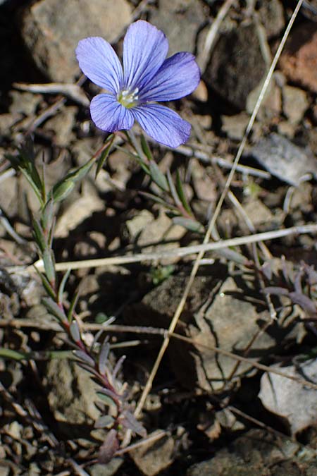 Linum virgultorum \ Buschiger Lein / Bushy Flax, Rhodos/Rhodes Moni Artamiti 27.3.2023