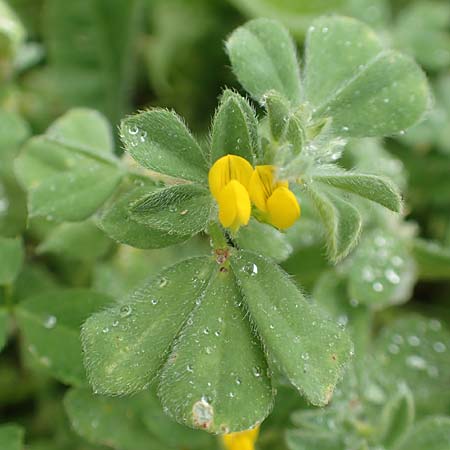 Lotus ornithopodioides \ Vogelfu��hnlicher Hornklee, Rhodos City 28.3.2019
