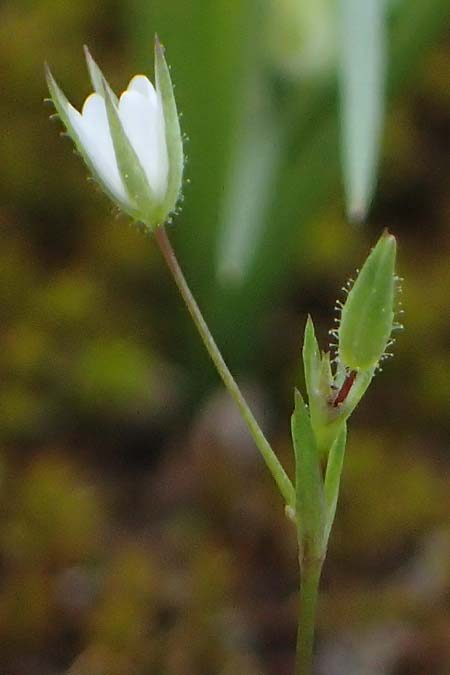 Sabulina tenuifolia subsp. hybrida \ Zarte Miere, Feinblttrige Miere / Fine-Leaved Sandwort, Slender-Leaf Sandwort, Rhodos Moni Artamiti 16.3.2023
