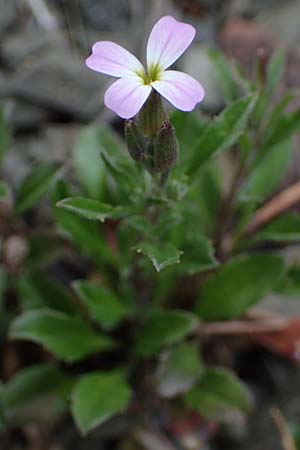 Malcolmia chia \ Chios-Meerviole / Chian Stock, Aegaean Stock, Rhodos/Rhodes Moni Artamiti 16.3.2023