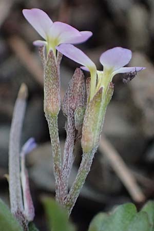 Malcolmia chia \ Chios-Meerviole / Chian Stock, Aegaean Stock, Rhodos/Rhodes Moni Artamiti 16.3.2023