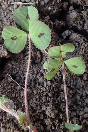 Medicago arabica \ Arabischer Schneckenklee / Spotted Medick, Rhodos Kimisala-Doline 24.3.2023