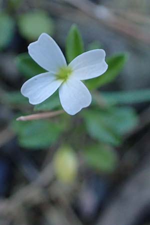 Malcolmia chia \ Chios-Meerviole / Chian Stock, Aegaean Stock, Rhodos/Rhodes Laerma 19.3.2023