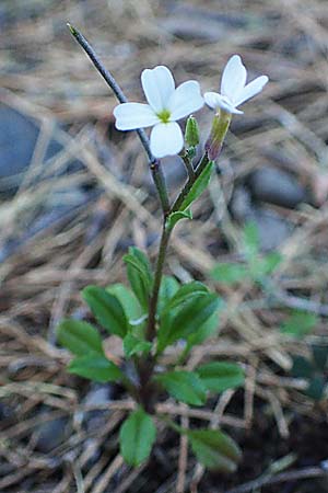 Malcolmia chia \ Chios-Meerviole / Chian Stock, Aegaean Stock, Rhodos/Rhodes Laerma 19.3.2023