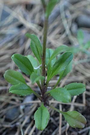 Malcolmia chia \ Chios-Meerviole / Chian Stock, Aegaean Stock, Rhodos/Rhodes Laerma 19.3.2023