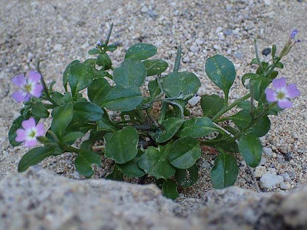 Malcolmia chia \ Chios-Meerviole / Chian Stock, Aegaean Stock, Rhodos/Rhodes Lindos 20.3.2023