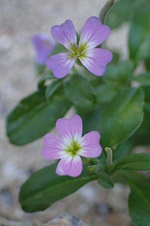 Malcolmia chia \ Chios-Meerviole / Chian Stock, Aegaean Stock, Rhodos/Rhodes Lindos 20.3.2023