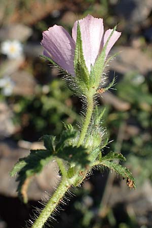 Malva cretica \ Kretische Malve / Mediterranean Mallow, Rhodos/Rhodes Lindos 20.3.2023