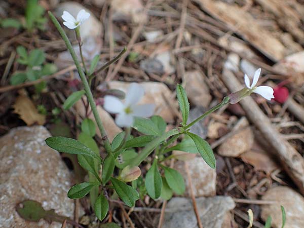 Malcolmia chia \ Chios-Meerviole / Chian Stock, Aegaean Stock, Rhodos/Rhodes Akramitis 21.3.2023