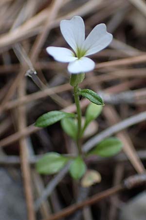 Malcolmia chia \ Chios-Meerviole / Chian Stock, Aegaean Stock, Rhodos/Rhodes Akramitis 21.3.2023