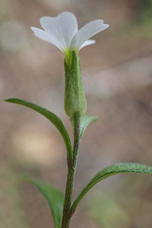 Malcolmia chia \ Chios-Meerviole / Chian Stock, Aegaean Stock, Rhodos/Rhodes Akramitis 21.3.2023