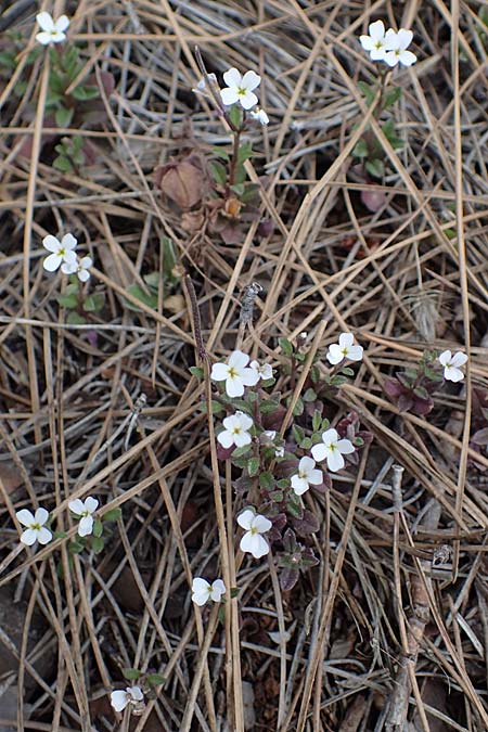 Malcolmia chia \ Chios-Meerviole / Chian Stock, Aegaean Stock, Rhodos/Rhodes Akramitis 21.3.2023