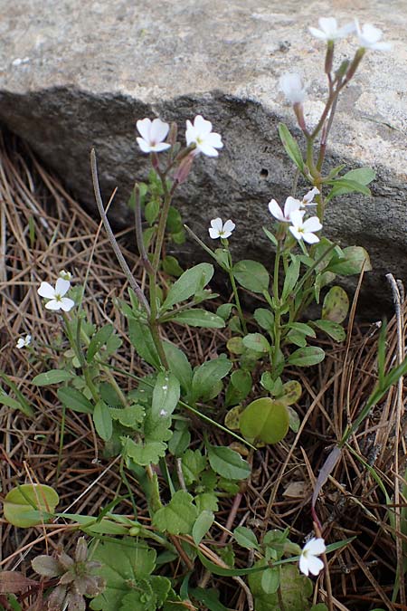 Malcolmia chia \ Chios-Meerviole / Chian Stock, Aegaean Stock, Rhodos/Rhodes Akramitis 21.3.2023