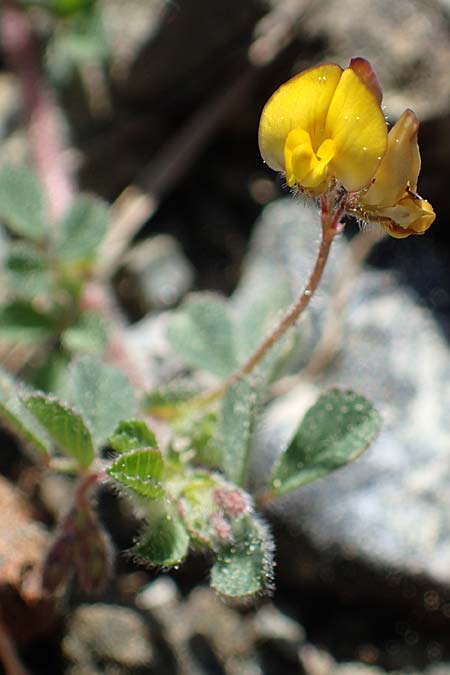 Medicago constricta, Zusammengezogener Schneckenklee