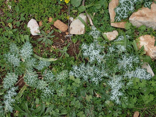 Silybum marianum \ Marien-Distel, Rhodos Akramitis 21.3.2023