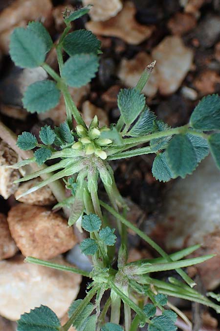 Medicago monspeliaca \ Montpellier-Bockshornklee, Franzsischer Schneckenklee / Hairy Trigonella, Star-Fruited Fenugreek, Rhodos Tsambika 30.3.2019