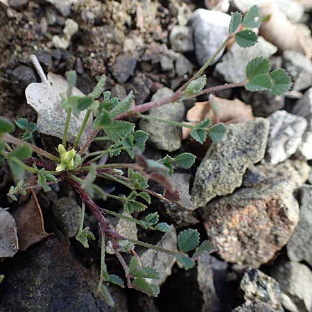 Medicago monspeliaca \ Montpellier-Bockshornklee, Franzsischer Schneckenklee / Hairy Trigonella, Star-Fruited Fenugreek, Rhodos Moni Artamiti 16.3.2023