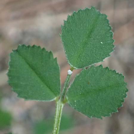 Medicago monspeliaca \ Montpellier-Bockshornklee, Franzsischer Schneckenklee / Hairy Trigonella, Star-Fruited Fenugreek, Rhodos Moni Artamiti 16.3.2023