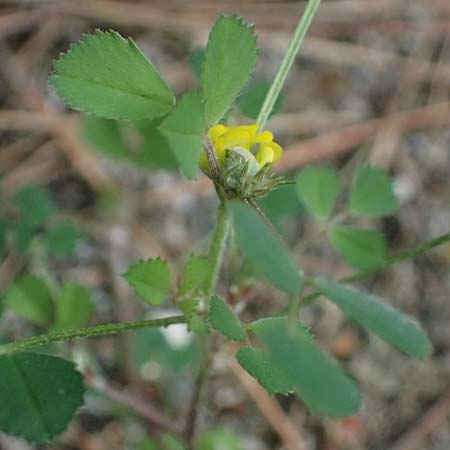 Medicago monspeliaca \ Montpellier-Bockshornklee, Franzsischer Schneckenklee / Hairy Trigonella, Star-Fruited Fenugreek, Rhodos Moni Artamiti 16.3.2023
