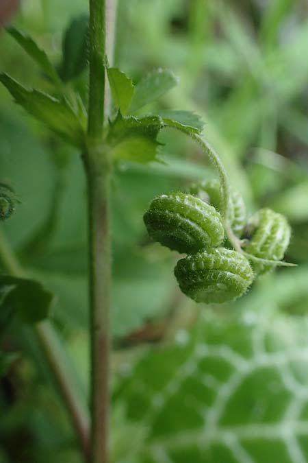 Medicago rugosa \ Rippen-Schneckenklee, Rhodos Archangelos 17.3.2023
