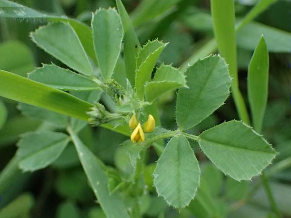 Medicago rugosa \ Rippen-Schneckenklee, Rhodos Archangelos 17.3.2023