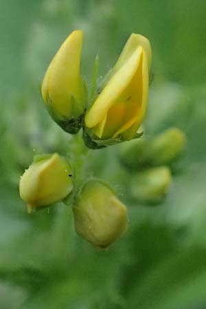 Medicago rugosa \ Rippen-Schneckenklee, Rhodos Archangelos 17.3.2023