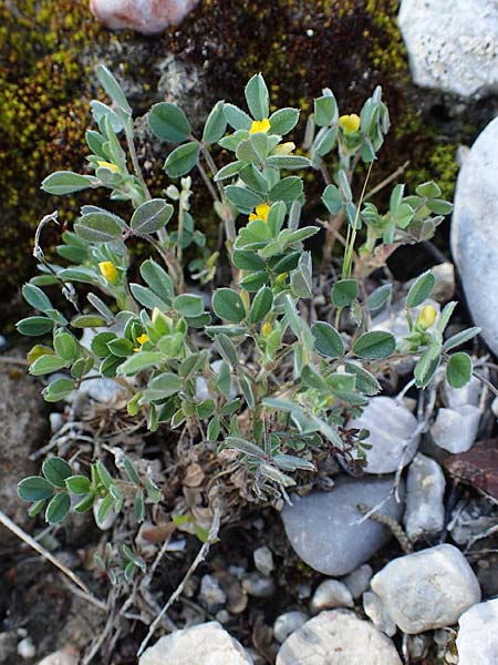 Medicago scutellata ? \ Sch�ssel-Schneckenklee, Rhodos Kolymbia 18.3.2023