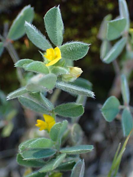 Medicago scutellata ? \ Sch�ssel-Schneckenklee, Rhodos Kolymbia 18.3.2023