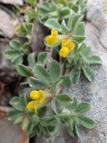 Medicago scutellata ? \ Sch�ssel-Schneckenklee, Rhodos Attaviros 24.3.2023