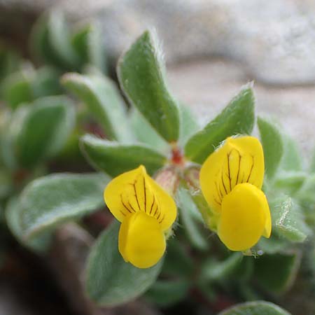 Medicago scutellata ? \ Sch�ssel-Schneckenklee, Rhodos Attaviros 24.3.2023