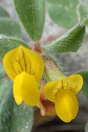 Medicago scutellata ? \ Sch�ssel-Schneckenklee, Rhodos Attaviros 24.3.2023