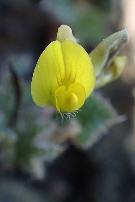 Medicago rigidula <b>?</b>, Sammet-Schneckenklee