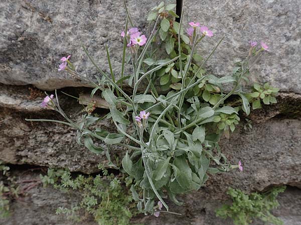 Malcolmia flexuosa \ Geschl&auml;ngelte Meerviole / Sea Stock, Rhodos/Rhodes City 28.3.2019