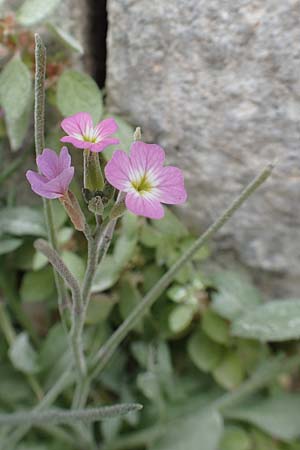 Malcolmia flexuosa \ Geschl&auml;ngelte Meerviole / Sea Stock, Rhodos/Rhodes City 28.3.2019