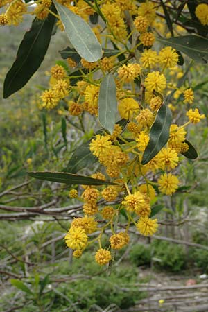 Acacia saligna \ Weidenbl�ttrige Akazie, Rhodos Profilia 5.4.2019