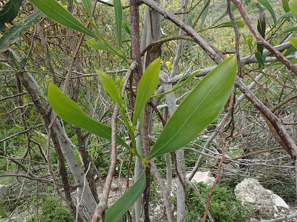 Acacia saligna \ Weidenbl�ttrige Akazie, Rhodos Profilia 5.4.2019