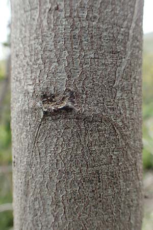 Acacia saligna \ Weidenbl�ttrige Akazie, Rhodos Profilia 5.4.2019