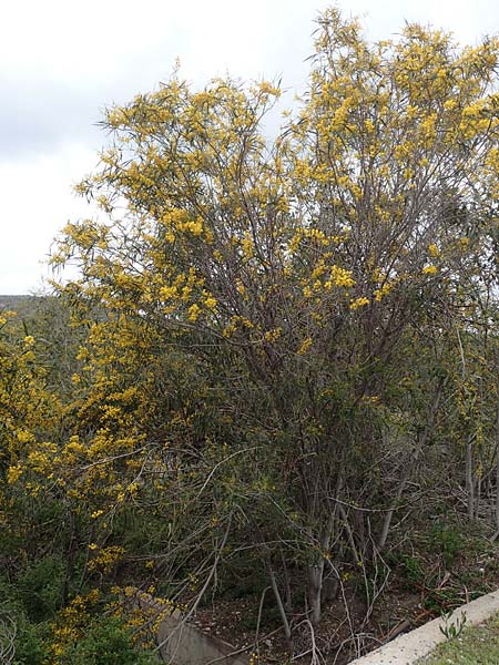 Acacia saligna \ Weidenbl�ttrige Akazie, Rhodos Profilia 5.4.2019