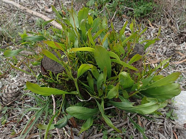 Acacia saligna \ Weidenbl�ttrige Akazie, Rhodos Profilia 5.4.2019